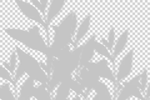 Soft grey shadow of plant leaves on a white background Stock Illustration