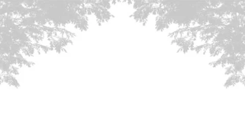 Soft grey shadow of tree branches and leaves framing a clean white background Stock Photos