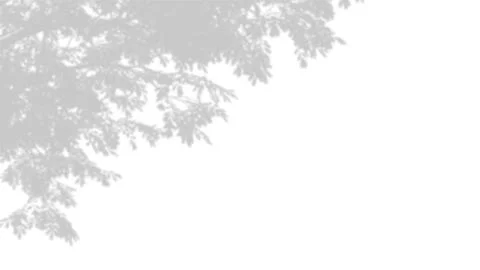 Soft grey shadow of tree leaves and branches on a white wall background. Stock Photos