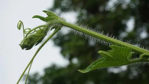 Soft growing branches of vegetables Stock Photos