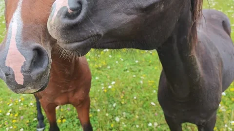 Soft hand petting harmonious horses grazing together in verdant meadow under Vidéo 315311798