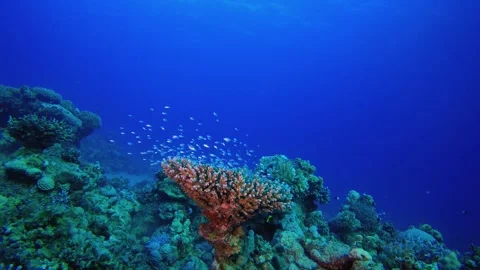 Soft-Hard Corals Colourful Fish Stock Footage 345041486