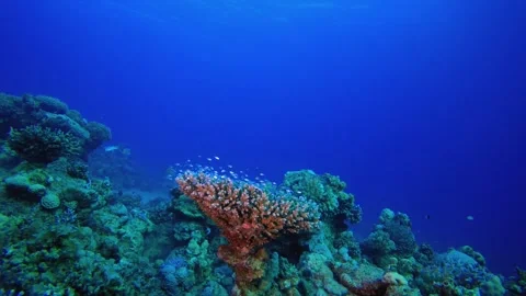Soft-Hard Corals Colourful Fish Stockbeeldmateriaal 345930380
