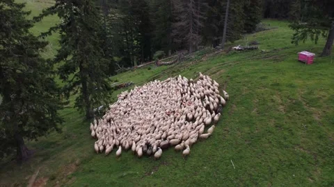 Soft high angles shot recorded with a drone of a large herd of sheeps Stock Footage 194553330