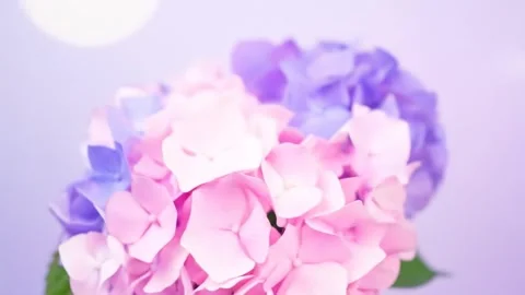 Soft Hydrangea Bloom: Pink, Purple Floral Beauty with Bokeh Lights Stock Footage 333410635