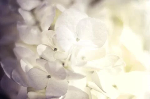Soft Hydrangea Hydrangea macrophylla or Hortensia flower Foto stock