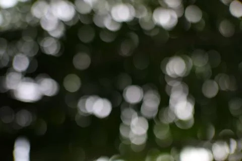 Soft Illumination Through Trees Abstract Background, creating a serene visu.. Stock Photos
