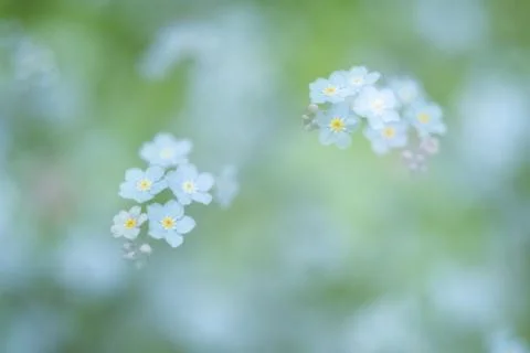 Soft image of blooming forget-me-not flowers Stock Photos