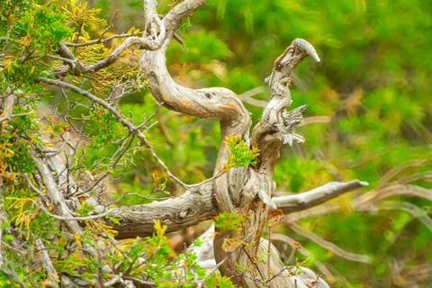 Soft image of dry tree branches, twisted driftwood, on a green background Stock Photos