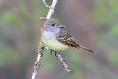 Soft image of Great Crested Flycatcher bird perched on tree branch in forest Stock Photos
