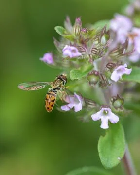 Soft image of hoverfly standing on purple flowerhead Stock Photos