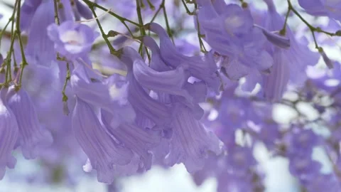 Soft jacaranda blossoms create a calming spring atmosphere. Excellent for 스톡 동영상 335745370