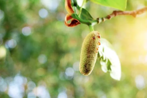 Soft jackfruit growing. Stock Photos