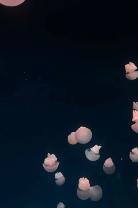 Soft Jellyfish Drift Through Midnight Waters Stock Footage 321763753