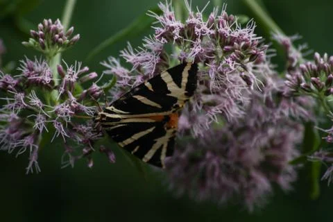 A soft landing Stock Photos