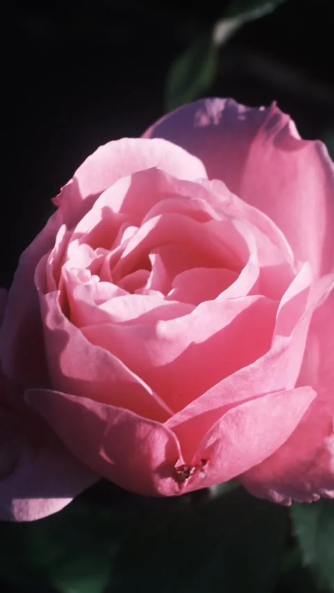 The soft, layered petals of a pink rose display delicate shadows Stock Footage 341740432