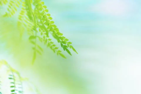 Soft leaf background Stock Photos