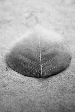 Soft leaf grungy background Stock Photos