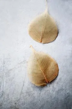 Soft leaf grungy background Stock Photos