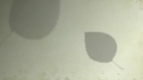 Soft Leaf Shadow moving acroos vintage green paper background Stock Footage 337438955