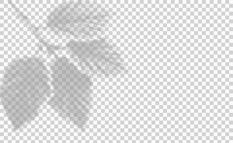 Soft leaf shadow overlay for graphic design and photography composition. 库存插图