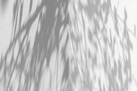 Soft leaf shadows fall across a white textured corner, minimal monochrome b.. Stock Photos