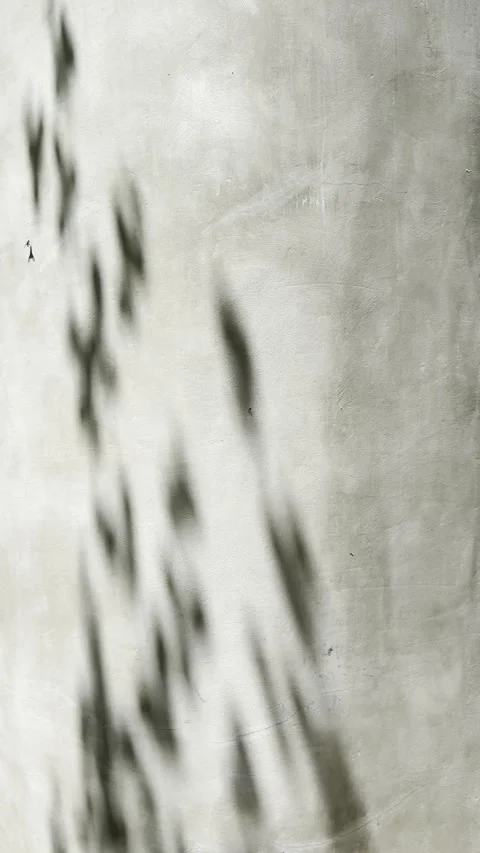 Soft leaf shadows on textured curved grey wall with natural sunlight. Video stock 334620521