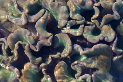 Soft leather corals Stock Photos