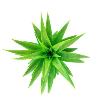 The soft leaves of pineapple on white background Stock Photos