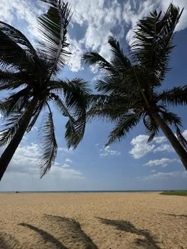 Soft life coastal reset with two coconut palms framing empty beach, quiet l.. Stock Photos