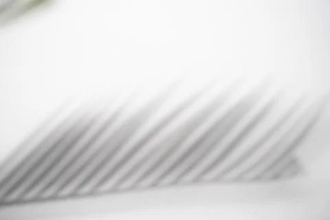 Soft light and shadow pattern from palm leaves on a clean white background 스톡 사진