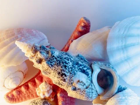Soft light bathes assorted seashells 스톡 사진