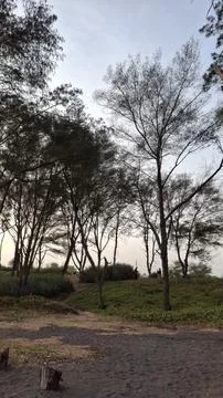 Soft light bathes bare trees on quiet hillside Stock Photos