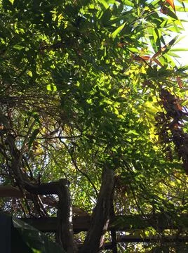 Soft Light Beams Through Garden Trellis Stock Photos