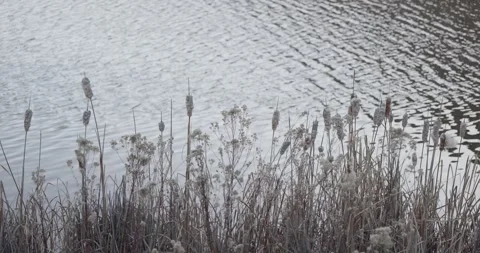 Soft Light on Cattails and Wildflower Heads Along Riverbank, Medium Wide Cutaway Stockbeeldmateriaal 333265556