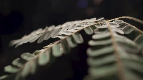 Soft Light on Delicate Foliage Vídeos de archivo 306122820