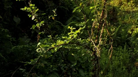Soft light falling upon a  branch of a supple plant in a jungle in India. Vídeos de archivo 117123397