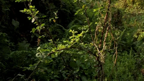 Soft light falling upon a  branch of a supple plant in a jungle in India. Vídeos de archivo 117123764