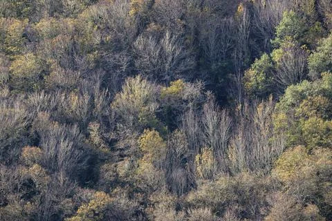 Soft light filtered through the mist delicately illuminates the autumnal fore Foto stock