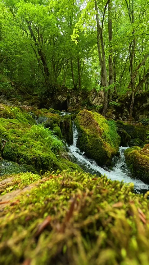 Soft light filters through dense. Grza River Spring, Serbia. Vertical Stock Footage 334468509