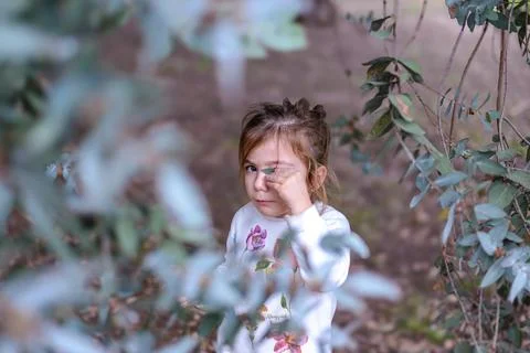 Soft light filters through eucalyptus branches Stock Photos