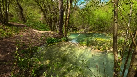 Soft light filters through trees. Balkan, Eastern Europe, POV Stock Footage 333589234