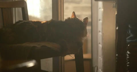 Soft light floating dust ,cat resting Видео 332943624