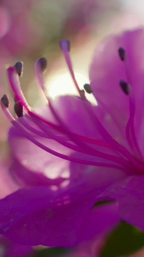 Soft light glows through blooming petals Stock Footage 333902631