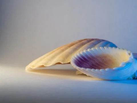 Soft light glows on two seashells resting side by side Stockfoto's