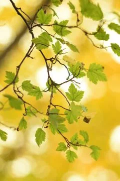 Soft-light-park-spring Foto stock