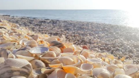 Soft light Sea shells on the sunny sunrise shore Stock Photos