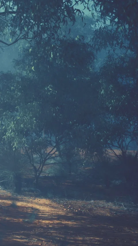 Soft light shines through trees in a forest during early morning hours Stock Footage 340641271