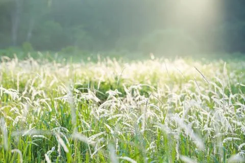 Soft light shining down around the grassland and white flower in the morning. Foto stock