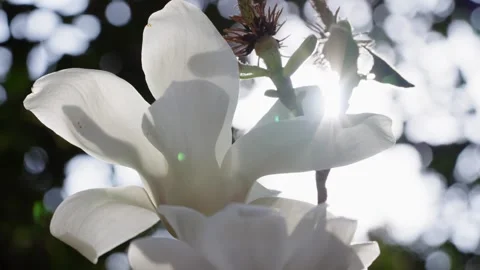Soft Light Shining Through a Magnolia Bloom,Water Droplets on a Magnolia Flowe 스톡 동영상 308899550